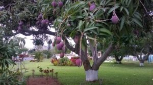 mango-tree